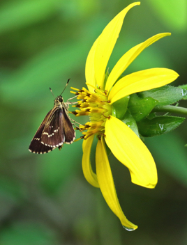 Lace-winged Roadside-Skipper